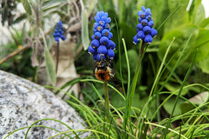 Hummel an blauer Traubenhyazinthe