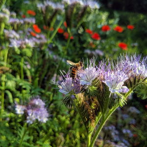 Biene auf lila Phacelia-Blüte