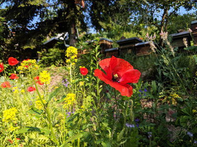Rote Mohnblume in einem blühenden Garten